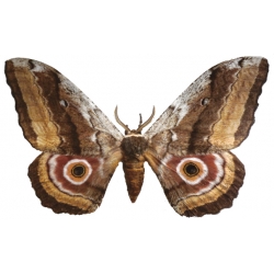 Gynansia maia Africa 15 eggs or 10 larvae according to availability.